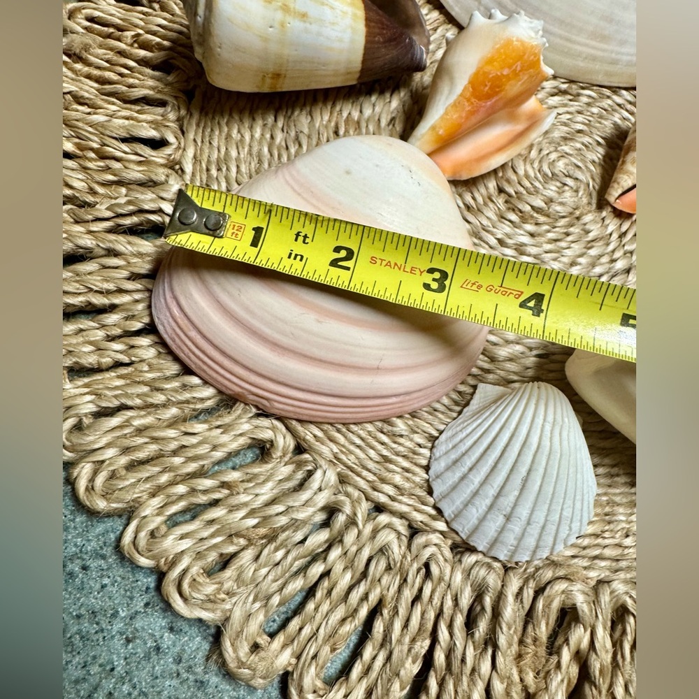 Assorted Authentic Seashell Collection - Picture 2 of 6